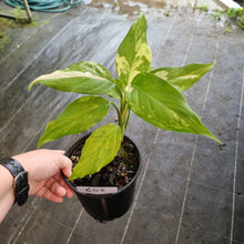 Load image into Gallery viewer, #608 Aglaonema Modestum Variegatum