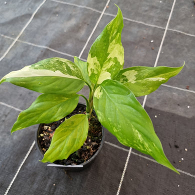 #608 Aglaonema Modestum Variegatum
