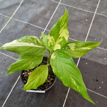 Load image into Gallery viewer, #608 Aglaonema Modestum Variegatum