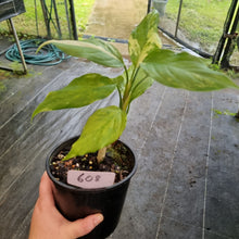 Load image into Gallery viewer, #608 Aglaonema Modestum Variegatum