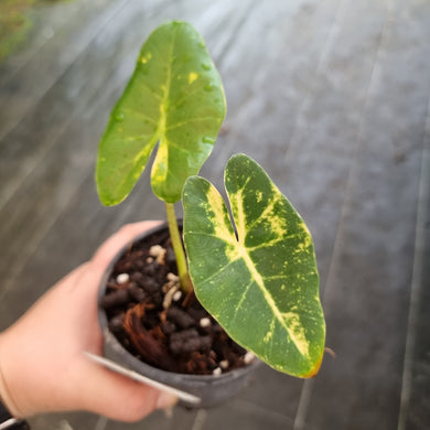 #100 Alocasia New Guinea Gold