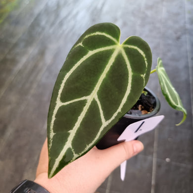#1 Dark Anthurium Crystallinum x