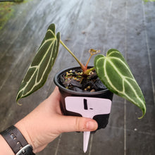 Load image into Gallery viewer, #1 Dark Anthurium Crystallinum x