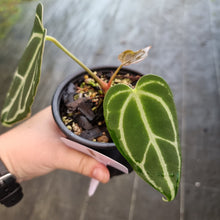 Load image into Gallery viewer, #1 Dark Anthurium Crystallinum x