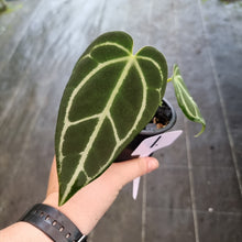 Load image into Gallery viewer, #1 Dark Anthurium Crystallinum x