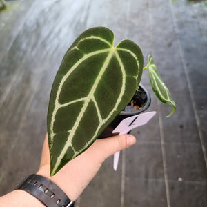 #1 Dark Anthurium Crystallinum x