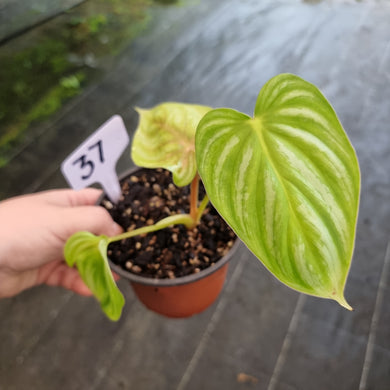 #37 Philodendron Plowmanii - Round Form