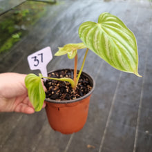 Load image into Gallery viewer, #37 Philodendron Plowmanii - Round Form