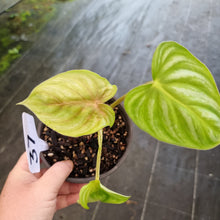 Load image into Gallery viewer, #37 Philodendron Plowmanii - Round Form