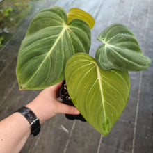Load image into Gallery viewer, #5 Philodendron Glorious