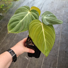 Load image into Gallery viewer, #5 Philodendron Glorious
