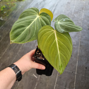 #5 Philodendron Glorious