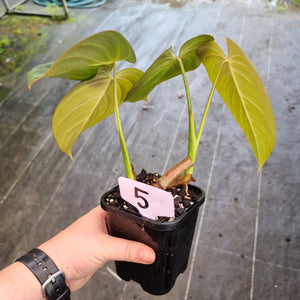 #5 Philodendron Glorious