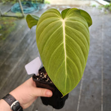 Load image into Gallery viewer, #5 Philodendron Glorious