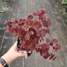 Load image into Gallery viewer, #21 Oxalis Hedysaroides - Fire Fern