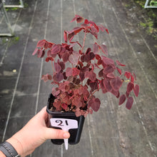 Load image into Gallery viewer, #21 Oxalis Hedysaroides - Fire Fern