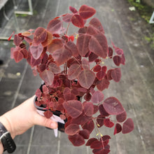 Load image into Gallery viewer, #21 Oxalis Hedysaroides - Fire Fern
