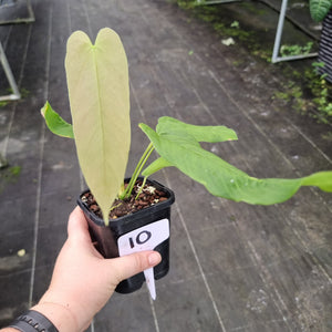 #10 Anthurium Dolichostachyum