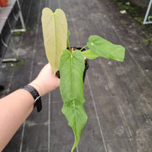Load image into Gallery viewer, #10 Anthurium Dolichostachyum