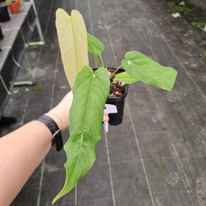 #10 Anthurium Dolichostachyum