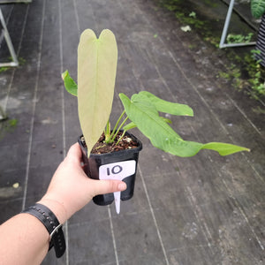 #10 Anthurium Dolichostachyum