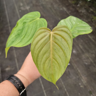 #4A Philodendron Tenue x Plowmanii