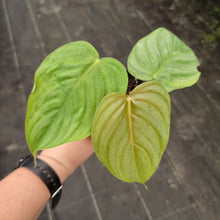 Load image into Gallery viewer, #4A Philodendron Tenue x Plowmanii