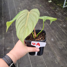 Load image into Gallery viewer, #4A Philodendron Tenue x Plowmanii