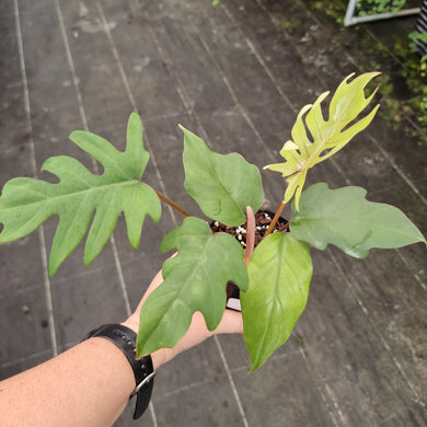 #712 Philodendron Mayoi