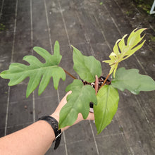 Load image into Gallery viewer, #712 Philodendron Mayoi