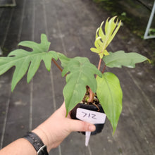 Load image into Gallery viewer, #712 Philodendron Mayoi