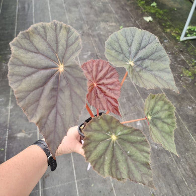 #1 Begonia Caribbean Corsair