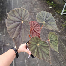Load image into Gallery viewer, #1 Begonia Caribbean Corsair