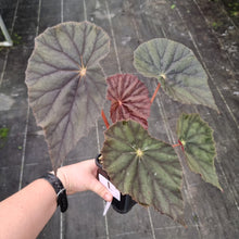 Load image into Gallery viewer, #1 Begonia Caribbean Corsair