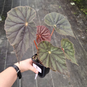 #1 Begonia Caribbean Corsair