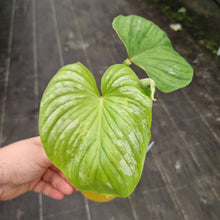 Load image into Gallery viewer, #1A Philodendron Silver Cloud