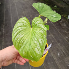 Load image into Gallery viewer, #1A Philodendron Silver Cloud