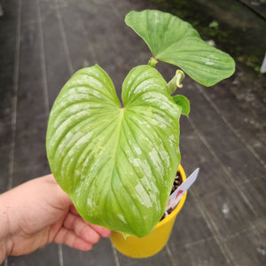 #1A Philodendron Silver Cloud