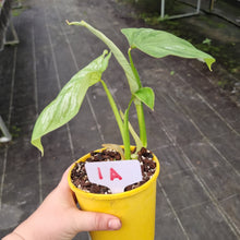 Load image into Gallery viewer, #1A Philodendron Silver Cloud