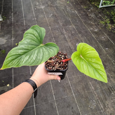 #981 Philodendron Mamei