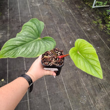 Load image into Gallery viewer, #981 Philodendron Mamei