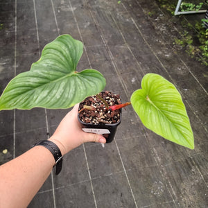 #981 Philodendron Mamei