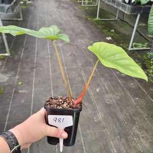 #981 Philodendron Mamei