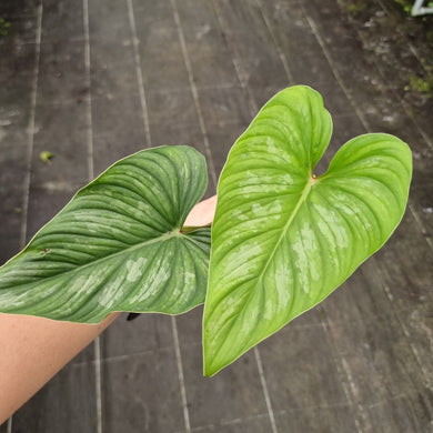 #711 Philodendron Mamei