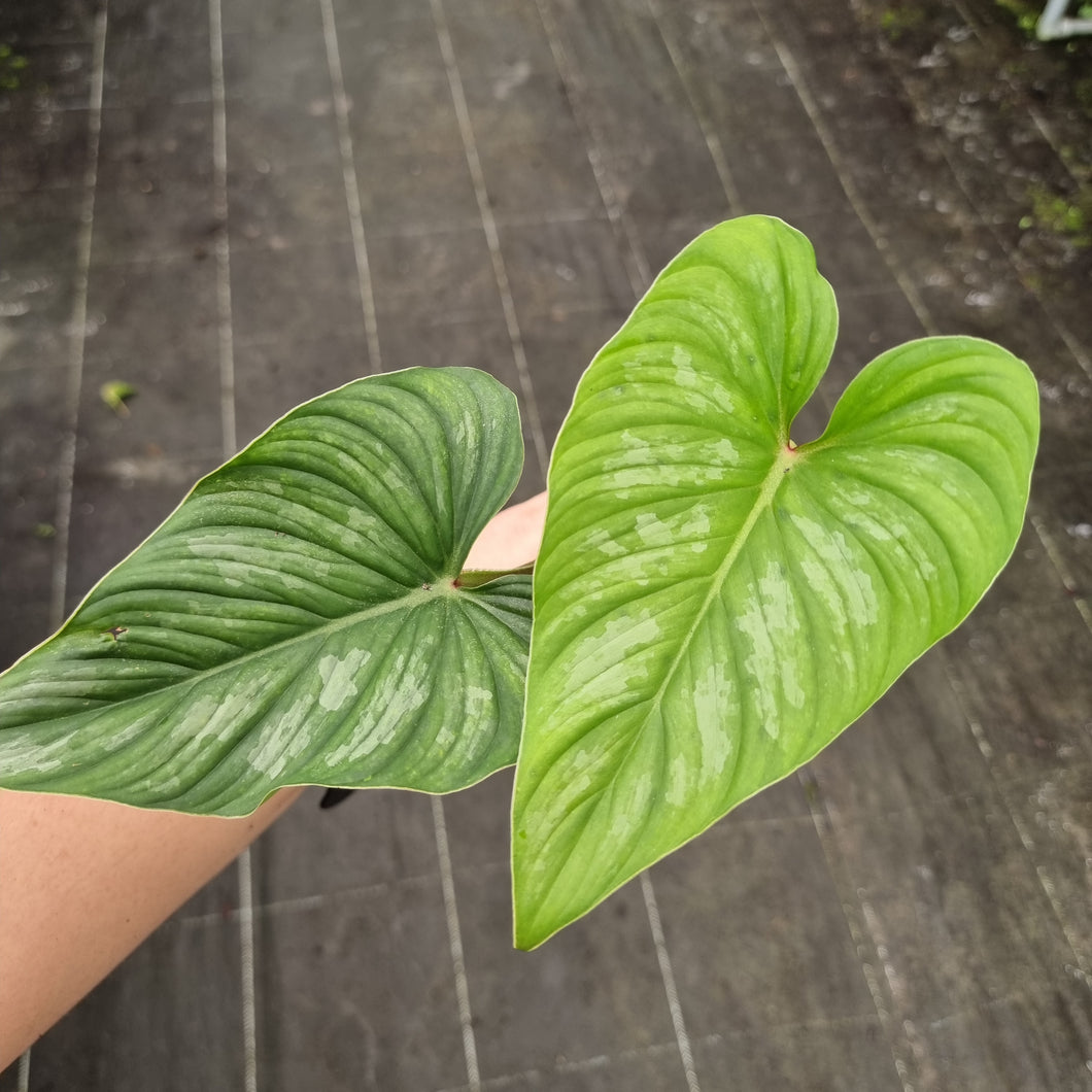 #711 Philodendron Mamei