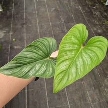 Load image into Gallery viewer, #711 Philodendron Mamei