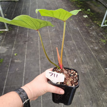 Load image into Gallery viewer, #711 Philodendron Mamei