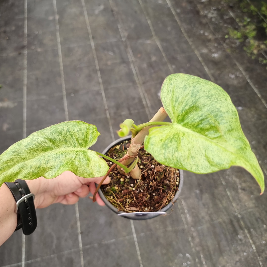 #39 Philodendron Paraiso Verde