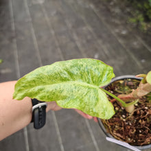 Load image into Gallery viewer, #39 Philodendron Paraiso Verde