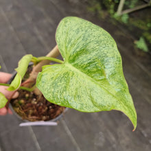 Load image into Gallery viewer, #39 Philodendron Paraiso Verde